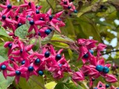 Clerodendron-trichotomum_fruits_automne_Paris_novembre_2023_03-600x450 — копия